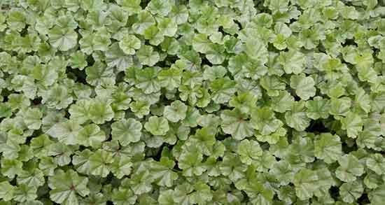 فواید پنیرک برای پوست ؛ خواص پنیرک برای زیبایی پوست صورت