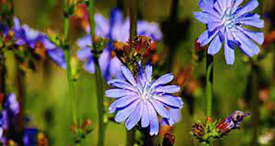 فواید کاسنی برای پوست و خواص مصرف عرق کاسنی برای پوست و مو فواید کاسنی برای پوست ؛ خواص مصرف عرق کاسنی برای پوست و مو