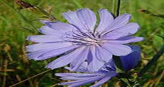 فواید کاسنی در بارداری و فواید و مضرات عرق کاسنی در دوران بارداری فواید کاسنی در بارداری ؛ فواید و مضرات عرق کاسنی در دوران بارداری