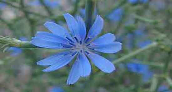 فواید کاسنی در طب اسلامی و خواص کاسنی در طب اسلامی تبریزیان فواید کاسنی در طب اسلامی ؛ خواص کاسنی در طب اسلامی تبریزیان