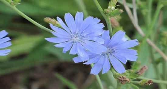 فواید کاسنی ؛ خواص مصرف کاسنی برای زنان + فواید کاسنی در بارداری