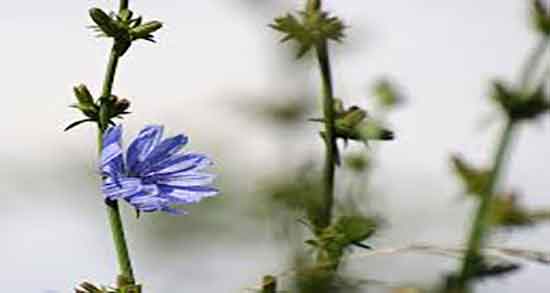 فواید کاسنی چیست و خواص گیاه کاسنی برای معده در طب اسلامی فواید کاسنی چیست ؛ خواص گیاه کاسنی برای معده در طب اسلامی