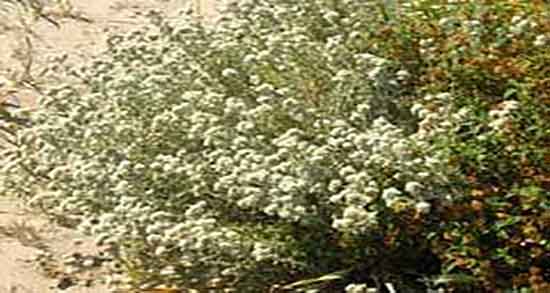فواید کلپوره برای مو ؛ فواید مصرف داروهای گیاهی برای تقویت موی سر