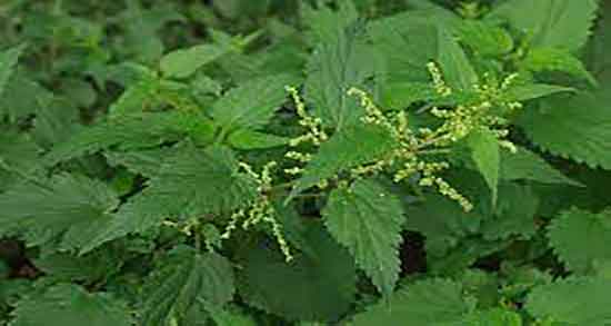 فواید گزنه ؛ خاصیت مصرف گزنه تازه برای درمان چربی خون