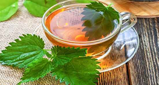 فواید گزنه در طب سنتی ؛ خواص دارویی گیاه گزنه از نظر طب سنتی