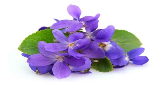 فواید گل ختمی برای معده و درمان زخم معده با استفاده از گل ختمی فواید گل ختمی برای معده ؛ درمان زخم معده با استفاده از گل ختمی