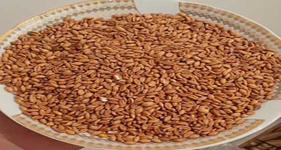 فواید گندم برشته در بارداری ؛ خاصیت گندم برشته برای زنان باردار