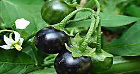فواید گیاه تاجریزی ؛ خاصیت مصرف گیاه تاجریزی برای یبوست کودکان