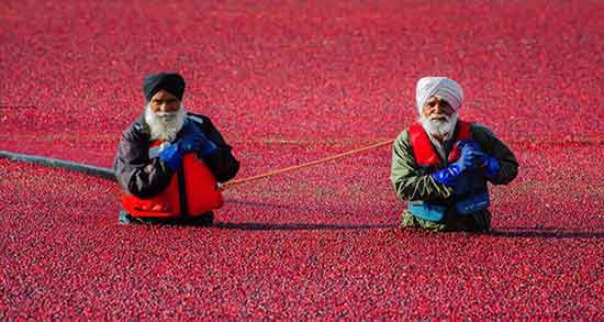 قره قات برای قند خون ؛ فواید مصرف قره قات برای کنترل قند خون