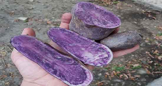 ماسک سیب زمینی بنفش و استفاده از ماسک سیب زمینی بنفش برای پاکسازی پوست صورت ماسک سیب زمینی بنفش ؛ استفاده از ماسک سیب زمینی بنفش برای پاکسازی پوست صورت