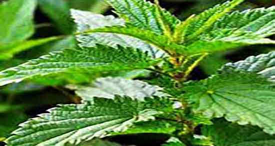 ماسک گزنه برای مو ؛ ایا ماسک گزنه برای تقویت موی سر مفید است
