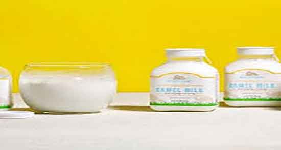 مزه شیر شتر ؛ ایا شیر شتر مزه خاک میدهد + شیر شتر چه مزه است