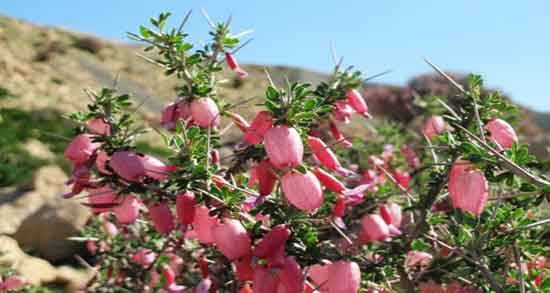 مصرف انزروت در کودکان ؛ تاثیر مصرف انزروت برای سرماخوردگی اطفال