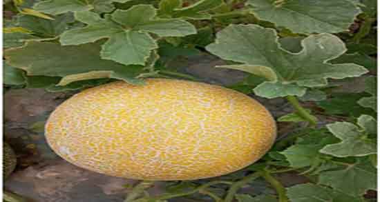 مصرف ملون در بارداری و خواص مصرف ملون برای زنان باردار چیست مصرف ملون در بارداری ؛ خواص مصرف ملون برای زنان باردار چیست