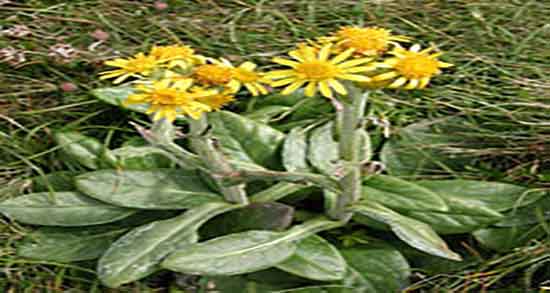 مضرات بارهنگ با عرق نعنا و عوارض عرق نعنا و بارهنگ از دکتر خیراندیش مضرات بارهنگ با عرق نعنا ؛ عوارض عرق نعنا و بارهنگ از دکتر خیراندیش