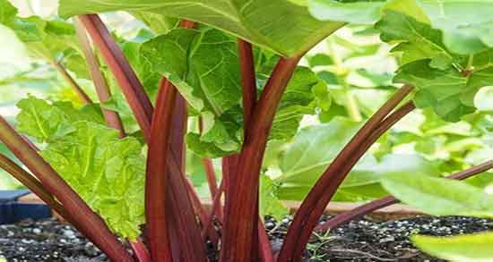 مضرات برگ ریواس ؛ عوارض مصرف برگ ریواس برای زنان باردار