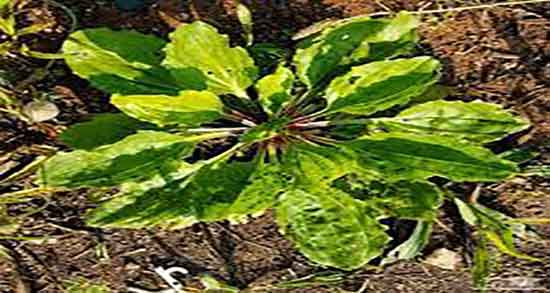 مضرات خوردن بارهنگ ؛ عوارض مصرف خوردن بارهنگ برای زخم معده