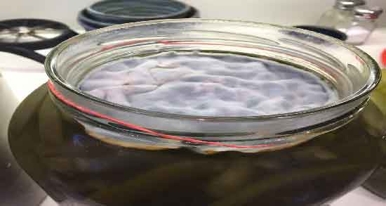 مضرات خیار شور کپک زده و خوردن خیار شور کپک زده چه خطراتی برای سلامتی دارد مضرات خیار شور کپک زده ؛ خوردن خیار شور کپک زده چه خطراتی برای سلامتی دارد