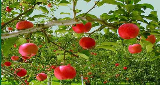 مضرات دانه سیب درختی ؛ عوارض مصرف دانه سیب درختی برای روده