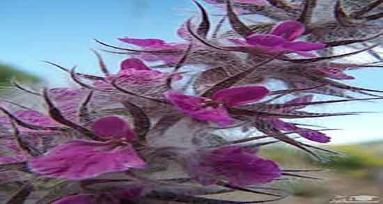 مضرات دمنوش گل کوفته و عوارض مصرف گل کوفته برای فشار خون مضرات دمنوش گل کوفته ؛ عوارض مصرف گل کوفته برای فشار خون