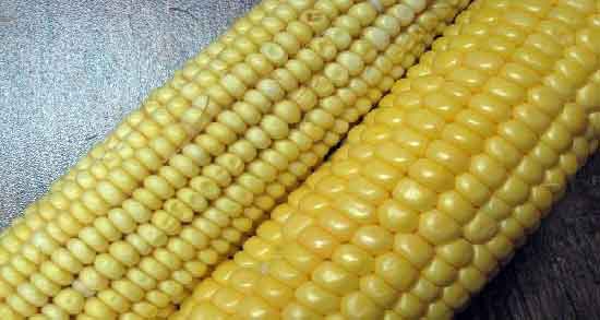 مضرات ذرت مکزیکی برای کودکان ؛ مصرف ذرت مکزیکی چه ضرری برای سلامت کودک دارد