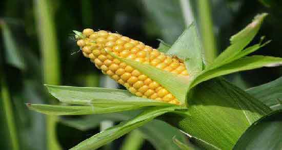 مضرات ذرت مکزیکی تراریخته و بررسی مضرات خوردن ذرت مکزیکی تراریخته برای سلامتی مضرات ذرت مکزیکی تراریخته ؛ بررسی مضرات خوردن ذرت مکزیکی تراریخته برای سلامتی