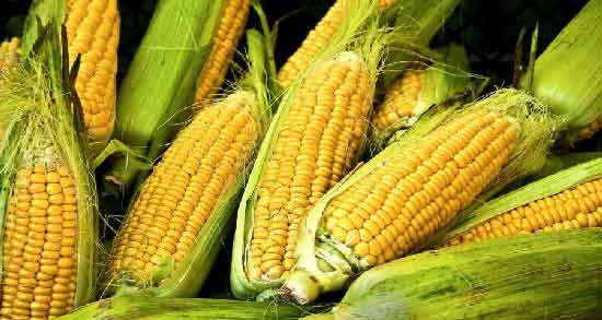 مضرات ذرت مکزیکی در بارداری و خوردن ذرت مکزیکی چه ضرری برای زن باردار دارد مضرات ذرت مکزیکی در بارداری ؛ خوردن ذرت مکزیکی چه ضرری برای زن باردار دارد