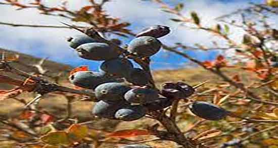 مضرات زرشک سیاه ؛ عوارض مصرف زیاد زرشک سیاه برای کودکان