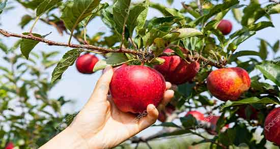 مضرات زیاد خوردن سیب درختی ؛ ایا خوردن سیب درختی برای بدن مضره