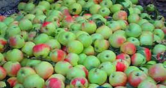 مضرات سیب برای دیابت ؛ عوارض مصرف سیب برای کنترل قند خون