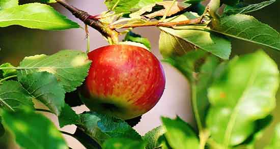 مضرات سیب درختی برای معده ؛ عوارض سیب درختی برای درمان زخم معده