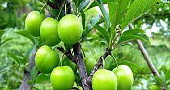 مضرات سیب درختی ؛ عوارض مصرف سیب درختی برای پوست صورت