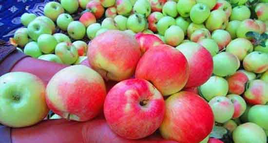 مضرات سیب گلاب ؛ خواص و مضرات سیب گلاب با معده خالی