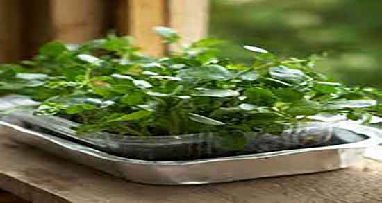 مضرات شاهی چیست ؛ مضرات مصرف شاهی ابی برای زنان باردار