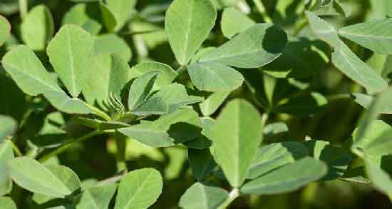 مضرات شنبلیله برای پوست ؛ استفاده از شنبلیله چه ضرری برای پوست دارد