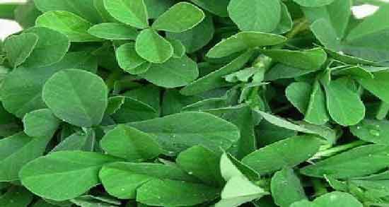 مضرات شنبلیله چیست و همه چیز درباره عوارض خوردن شنبلیله مضرات شنبلیله چیست ؛ همه چیز درباره عوارض خوردن شنبلیله