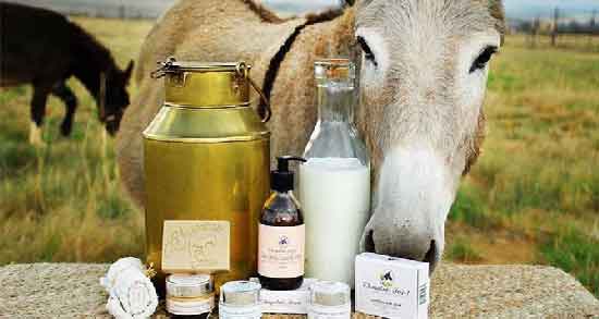 مضرات شیر الاغ ؛ استفاده از شیر الاغ چه ضرری برای بدن دارد
