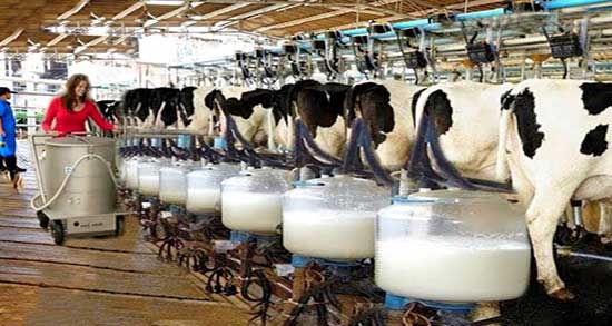 مضرات شیر گاو برای کودکان ؛ عوارض مصرف شیر گاو برای اطفال چیست