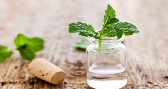 مضرات نعناع فلفلی برای کودکان ؛ مصرف نعناع فلفلی چه مضراتی برای سلامت کودک دارد