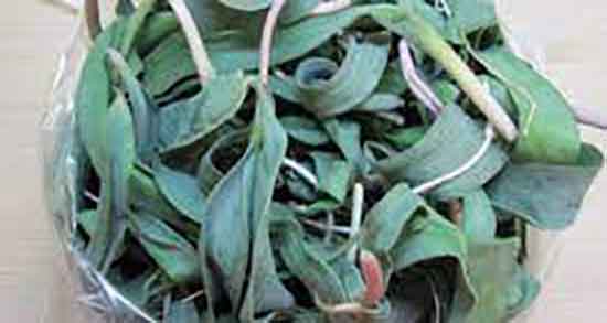 مضرات والک ؛ عوارض مصرف والک کوهی برای زنان باردار چیست