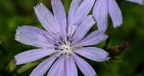 مضرات کاسنی برای مردان و عوارض مصرف کاسنی تازه برای زنان باردار مضرات کاسنی برای مردان ؛ عوارض مصرف کاسنی تازه برای زنان باردار