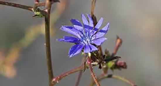 مضرات کاسنی در بارداری ؛ ایا خوردن گیاه کاسنی برای زنان باردار مضره