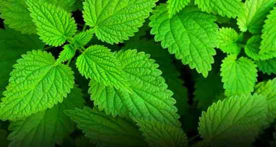 مضرات گزنه ؛ ایا خوردن گزنه برای جنین زنان باردار مضر است