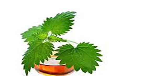 مضرات گزنه برای مو ؛ ایا گیاه گزنه باعث ریزش موی سر میشود یا نه