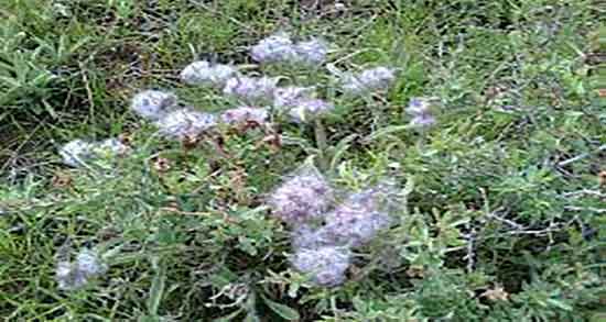 مضرات گل کوفته ؛ عوارض مصرف دمنوش گل کوفته برای زنان باردار