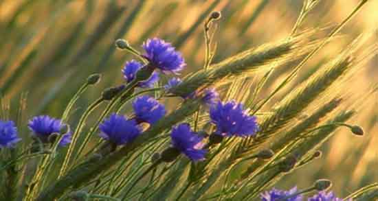 مضرات گل گندم ؛ عوارض مصرف گل گندم برای زنان باردار چیست