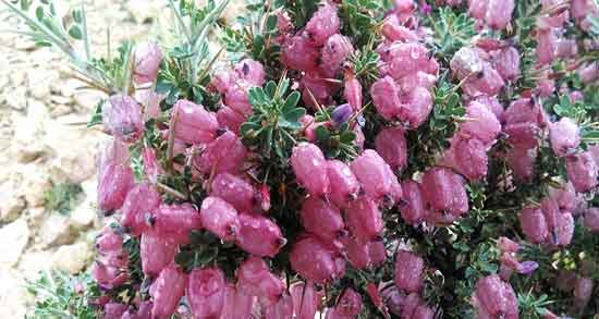 مضرات گیاه انزروت ؛ ایا خوردن گیاه انزروت برای بدن مضره یا نه