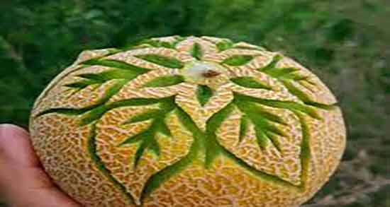 معنی میوه ملون و معنی کلمه میوه ملون به انگلیسی چی میشه معنی میوه ملون ؛ معنی کلمه میوه ملون به انگلیسی چی میشه