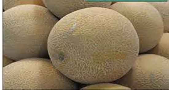 ملون میوه ای تراریخته ؛ سمی به ظاهر شیرین است هرگز هرگز مصرف نکنید