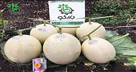 ملون و فشار خون ؛ درمان فشار خون بالا در زنان باردار با مصرف ملون